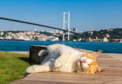 Kediler Hakkında Bilmemiz Gereken İlginç Bilgiler