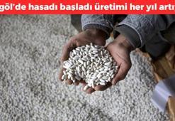 Bingöl'de hasadı başladı: Üretimi her yıl artıyor! Kan şekerini dengeliyor: Tabak tabak yiyin, sindirim hızını yüzden 200 artırıyor!