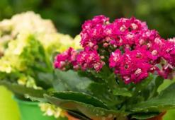 Evinize gelen mutluluk: Çiçek yetiştirmek