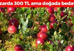 Kilosu 300 TL ama doğada toplayıp yemesi bedava! Böbreklere reset atıp karaciğeri yeniden doğmuş gibi yapıyor! İdrar yolu enfeksiyonlarını siliyor