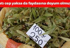 Kilosu altınla yarışıyor! 2500 TL'den tezgahta yerini aldı: Böyle demleyince öksürük, balgam ve hırıltının kökünü kazıyor, tansiyonu anında dengeliyor!