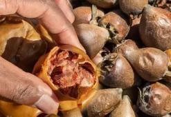 Pazarda gören torba torba alıyor! Her gün 7 adet tüketildiğinde beyin hücrelerini, böbrekleri ve karaciğeri yeniliyor, bozulan hormonları bile düzeltiyor