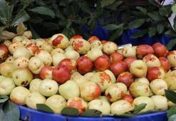 Çinlilerin ölümsüzlük meyvesi! Avuç avuç yiyin: Vücudu vitamine boğup damarları genişletiyor! Portakal ve limondan 10 kat faydalı