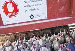 Kuş gribi alarmı