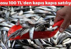 Tezgahta fiyatı yarı yarıya düştü! Almak isteyenler kuyruğa giriyor: Dünyanın en güçlü omega-3 kaynağı, kolesterolü damardan kazıyor