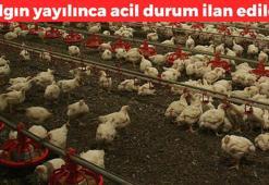 Vakalar günden güne artıyor! ABD'de 'Acil durum' ilan edildi: Çiftliklerin yarısından fazlasında var