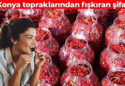 Selçuklu sarayından eksik edilmeyen meyve! Konya'nın verimli topraklarında yetişiyor: Zengin antioksidan deposu besinler listesinde ilk sırada