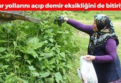 Eldivenle tek tek toplanıyor! Portakaldan 7 kat fazla C vitamini içeriyor, böbrekleri diyalizin pençesinden kurtarıyor! Kabızlığı bitiren şifa deposu