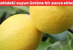 Sürahideki suyun içine bir parça ekleyin! Kan şekerini anınsa sabitliyor: Kolesterolü damardan kazıyıp atıyor, metabolizma hızını 5 kat artırıyor