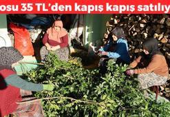 Dağda kendiliğinden yetişiyor! Kilosu 35 TL: Kırsal kesimin gelir kapısı, çayını yapıp bardak bardak içince böbreklerdeki toksinleri temizliyor