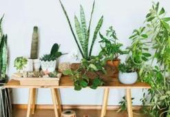NASA tarafından onaylı bitkiler! Evinizde en az 1 saksı olmalı: Zararlı maddeleri filtreliyor, ortamın enerjisini yükseltiyor