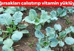 B12 değerlerini zirveye taşıyor! Bağırsakları harıl harıl çalıştırıyor, kilosu 28 TL: Kemikleri mermer gibi güçlendiren şifa deposu!