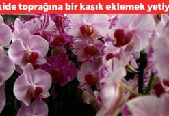 Orkide toprağına 1 kaşık ekleyin! Orkidenin çiçeklerini coşturuyor: Doğal bitki ilacı