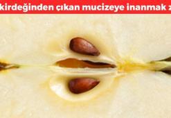 Çekirdeğini kaynatıp çayını yapabilirsiniz! Çöpe atan pişman oluyor: Bardak bardak içince insülin direncini kırıyor