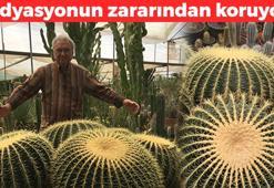Evinde kaktüs bakanlar yaşadı! Radyasyonu emiyor:  Havayı temizleyip, tozların kökünü kurutuyor