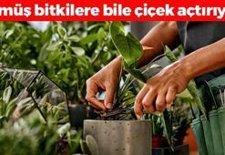 Ölmüş çiçekleri canlandıran yöntem! Sularına 1 kaşık eklemek yetiyor, anında yemyeşil yapıyor, kaktüse bile çiçek açtırıyor!