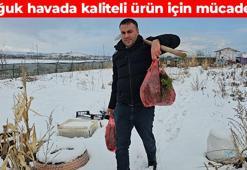 Bitlis'te hasadı yapıldı! Soğuk hava ve kar ürünün kalitesini artırıyor: Gözleri keskinleştiriyor, vücudu enfeksiyondan koruyor