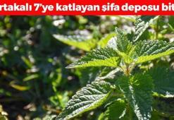 Kabızlığa ve basura en doğal çare! Portakaldan 7 kat fazla C vitamini içeriyor, böbrek taşlarını çatır çatır kırıyor
