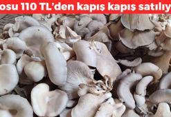 Malatya'da tonlarca üretiliyor! Kilosu 110 TL: 1 tanesi antibiyotik etkisi veriyor, vücuda lif yüklemesi yapıyor