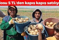 Afyonkarahisar'da kış için özel hasat ediliyor! Kilosu 5 TL: Kolesterolü düşürüp kabızlığın ve basurun kökünü kazıyor!