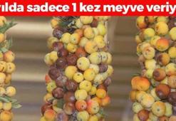 2 yılda 1 kendiliğinden yetişiyor! Doğal şeker ilacı: Tansiyonu dengeleyip böbrekleri ve karaciğeri yeniliyor, 1 kez yiyen 10 yıl hastalanmıyor!