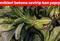 Doğada kendiliğinden yetişiyor! Kabızlığın kökünü kurutup basura iyi geliyor, kemikleri beton gibi yapıyor!