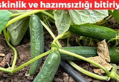 Kuş gibi hafif hissettiriyor! Karındaki şişliği yok ediyor: 2 malzemeli doğal zayıflama içeceği