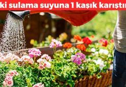 Çiçeklere baharı getiriyor! Sulama suyuna 1 kaşık ekleyin: Kaktüs,  menekşe ve orkidelere çiçek açtırıyor