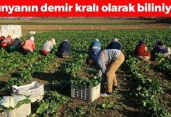 Dünyanın en zengin demir kaynağı! Fiyatı yere çakıldı, 40 TL'den kilo kilo satılıyor, kan yapıyor! Harıl harıl çalışan bağırsakların sırrıymış