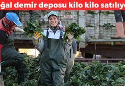 Kilosu 13 TL!  Adana'da hasadı başladı: Tek tek elle toplanıyor: Demir eksikliğini saniyesinde gideriyor