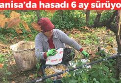 Hasadı 6 aydır devam ediyor! Manisa'nın göz bebeği: Kilosu 100 TL: Doğal kan sulandırıcı olarak biliniyor, kolesterolü damardan kazıyıp atıyor