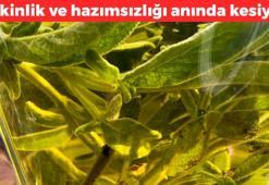 Halk arasında 'eniş otu' olarak biliniyor! Dağda kendiliğinden yetişiyor: Şişkinlik ve hazımsızlığı saniyesinde kesiyor