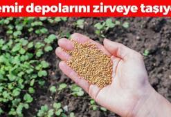 Demir ve kalsiyum depolarını fullüyor! Aktarlarda kapış kapış satılıyor: Tıkalı damarları yağ çözücü gibi açan doğal ağrı kesici