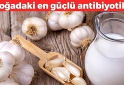 Sütün içine 1 parça atmak yetiyor! Kolesterolü damardan kazıyor, öksürük, balgam ve hırıltıyı bıçak gibi kesiyor! En doğal antibiyotik