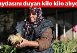 Sebzelerin kralı olarak biliniyor! Kilosu 50 TL: Bağırsakları harıl harıl çalıştırıyor, glisemik indeksi sıfıra en yakın besin!