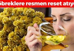 Osmanlı'da böbrek ilacı niyetine kullanılıyordu! Böbrekleri diyalizin pençesinden kurtarıyor, idrarı anında söktürüyor! Doğal ağrı kesici