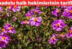 Anadolu halk hekimlerinin gizli silahı! Çayını yapıp bardak bardak için: Antioksidan ve antidiyabetik, doğal balgam söktürücü