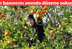Adana'da hasadı devam ediyor! Kilosu 17 TL: Kan basıncı ve kalp ritmini dengeliyor: Dünyanın en güçlü potasyum kaynağı, suyunu sıkıp bardak bardak için