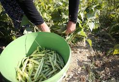 Anadolu'nun mucize sebzesi! Yemeğini yapıp içine sarımsak koyun: Yedikçe vücudunuz güçlenecek