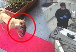 Yavrusu soğuktan donmak üzereydi! Kliniğe getirip böyle yardım istedi