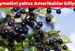 Faydası araştırmalarla kanıtlandı! İnsülin direncini kırıp metabolizma hızını yüzde 100'e çıkartıyor! Suyunu bardak bardak için