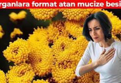 Kahramanmaraş'ın verimli topraklarında yetişiyor! Etki etmediği organ yok: Böbrekleri makine gibi çalıştırıyor, çayını yapıp için
