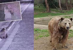 Ayı firar etti, bölge halkı alarmda! Anons üstüne anons yapılıyor