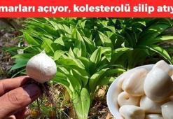 Türkiye'de kıymetini bilen yok, Rusların favorisi! Tunceli'de özel yetişiyor: Kan basıncını ve kolesterolü anında dengeliyor! İltihabın kökünü kurutuyor