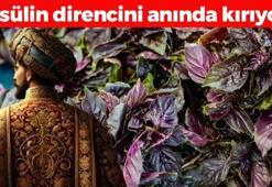 Osmanlı mutfağının gözbebeği! Kan şekerini terazi gibi dengeliyor, iltihabın kökünü kurutuyor! Yemeklere avuç avuç atın, doğal şeker ilacı!
