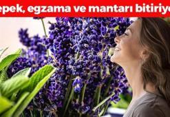Egzama, mantar ve kepeğin kökünü kazıyor! 10 yaş gençleştirip cildi içten kolajene doyuruyor, akne ve sivilceleri tarihe gömüyor!