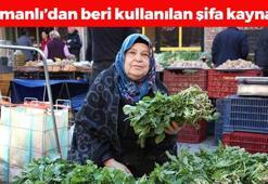 Doğada kendi kendine yetişiyor, Osmanlı'nın gözbebeği: Karaciğere reset atıyor, böbrekleri diyalizin pençesinden kurtarıyor! Doğal şeker ilacı