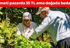 Doğada kendi kendine yetişiyor! Pazarda demeti 35 TL: Bağırsakları harıl harıl çalıştırıp kan şekerini terazi gibi dengeliyor! Doğal mikrop öldürücü