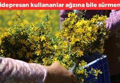1 yudumu böbrekleri diyalizin pençesine düşürüyor! Antidepresan kullananlar ağzına bile sürmemeli: Damarları uyuşturuyor