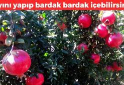 Kabuğunu soyup kaynar suya ekleyin! 1 parçası kıpkırmızı renk veriyor: Kandaki insülini dengeliyor, açlık hissini bastırıp tansiyonu dengede tutuyor